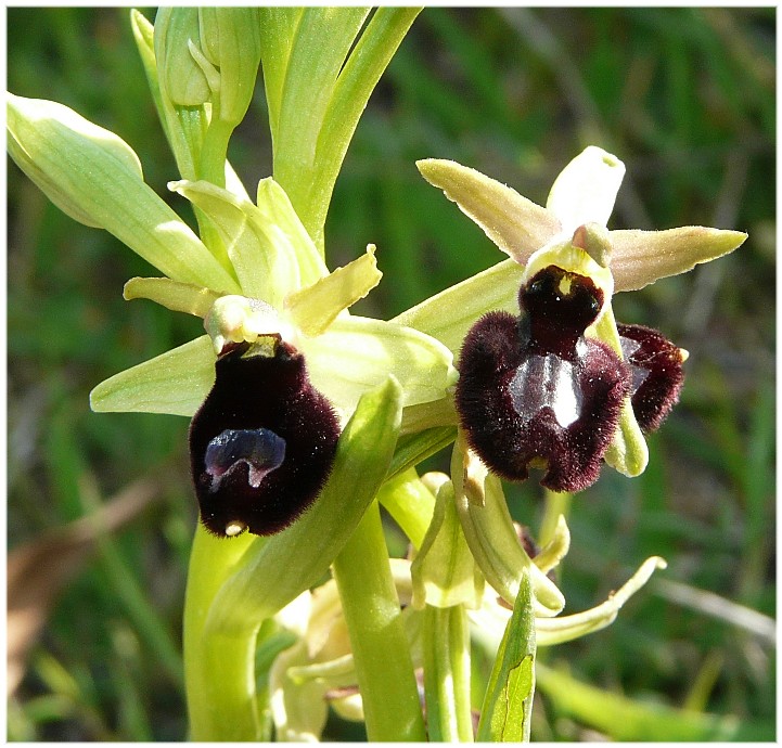 Ibrido Ophrys bertoloniiformis x O. incubacea